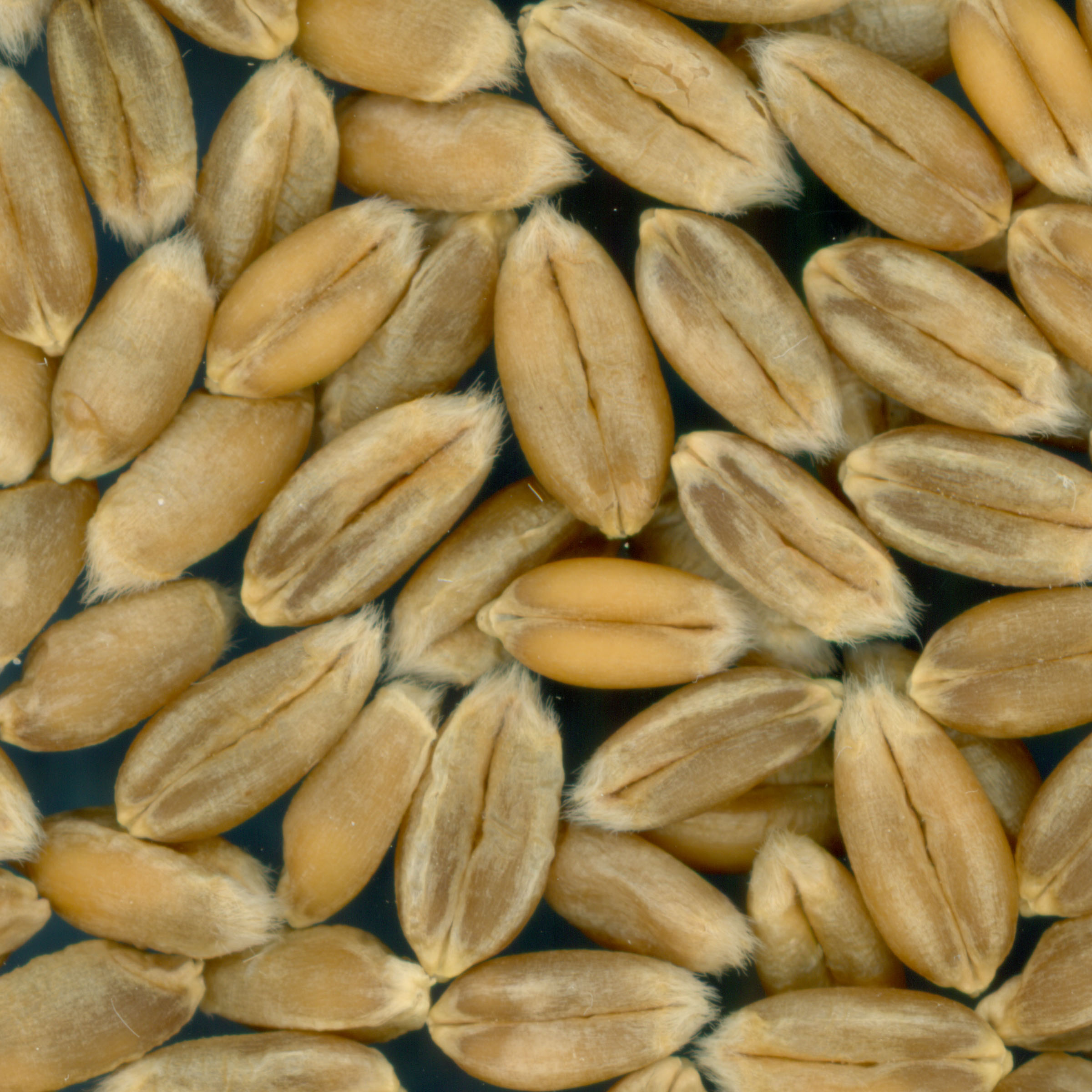 KERNELS